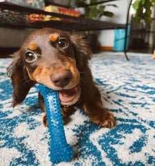 Nylabone os tenu en main pour visualiser la taille réelle