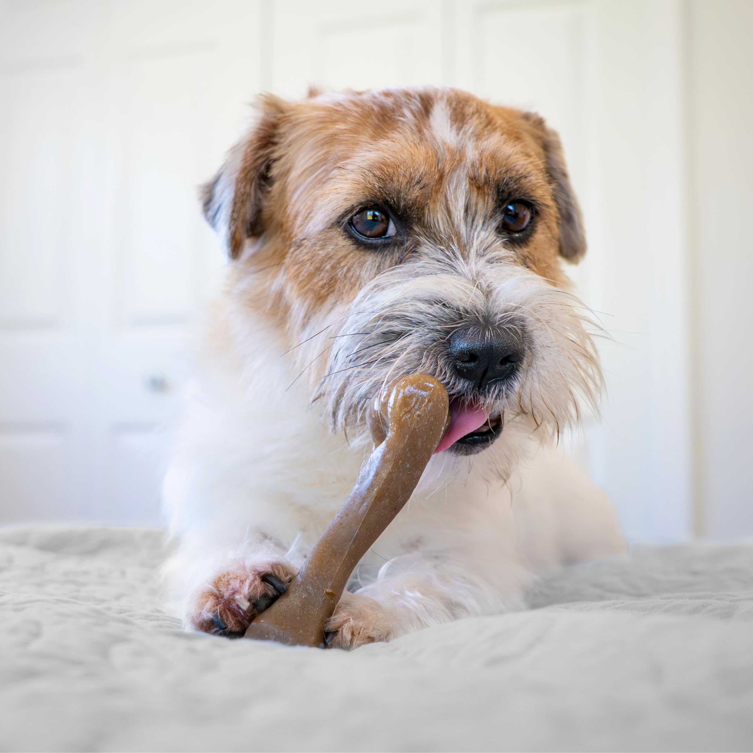 Nylabone vue de côté montrant forme anatomique sans éclats