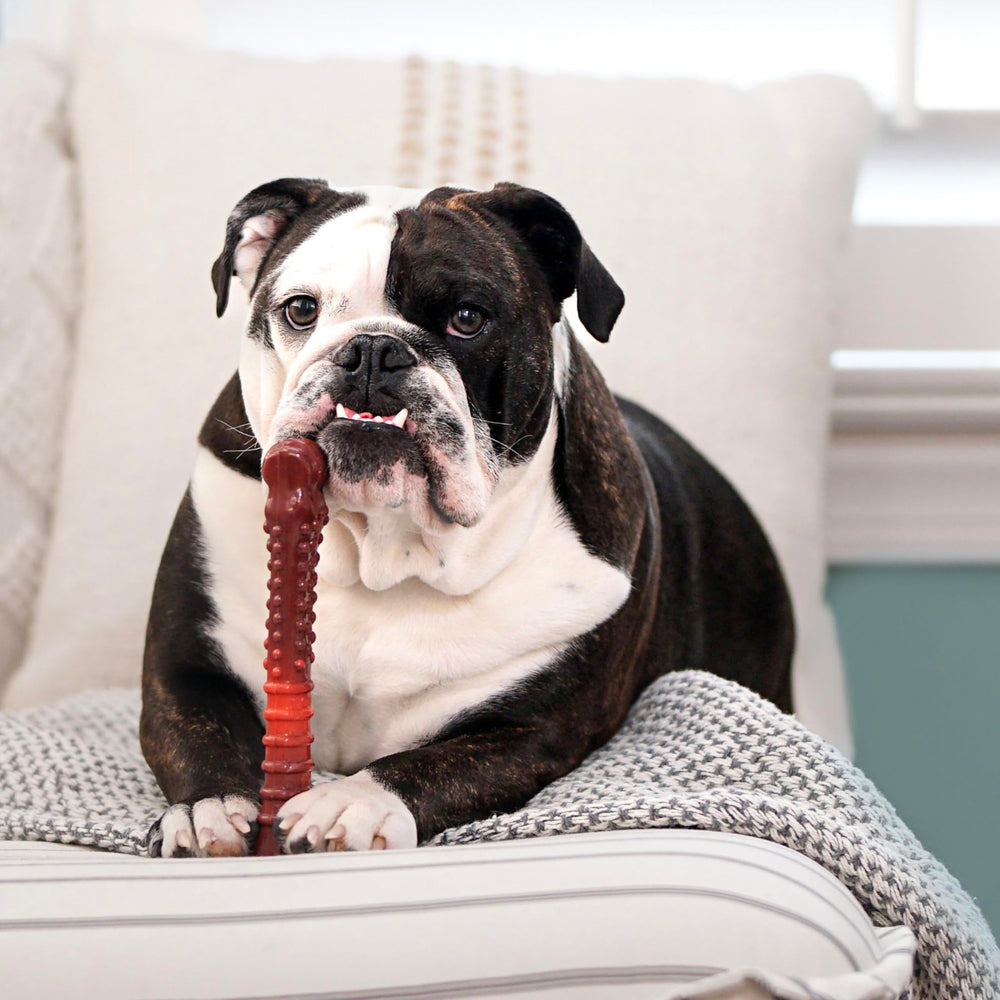 Nylabone gros plan nubs pour massage des gencives