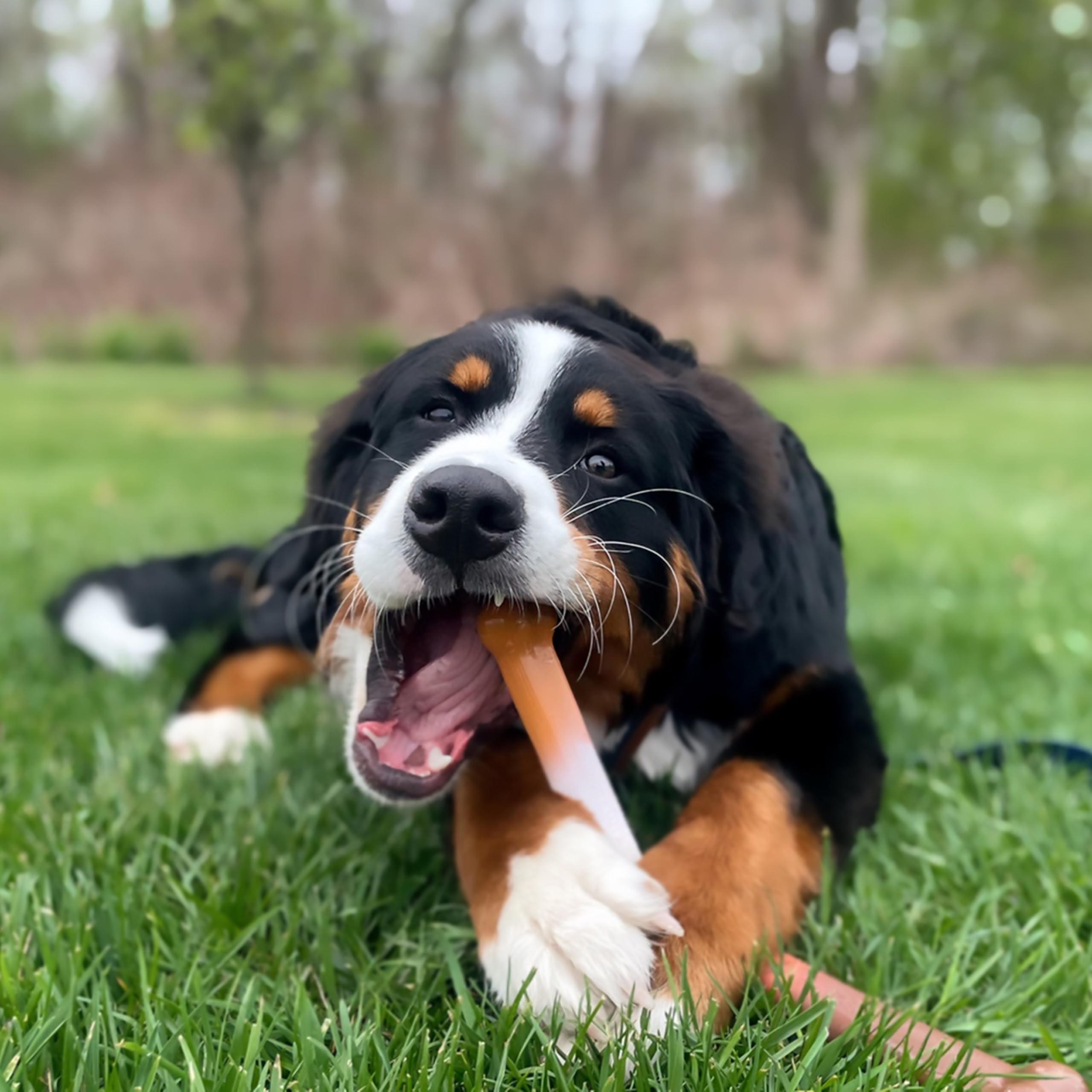 Nylabone gros plan texture nylon résistant pour mâcheurs agressifs