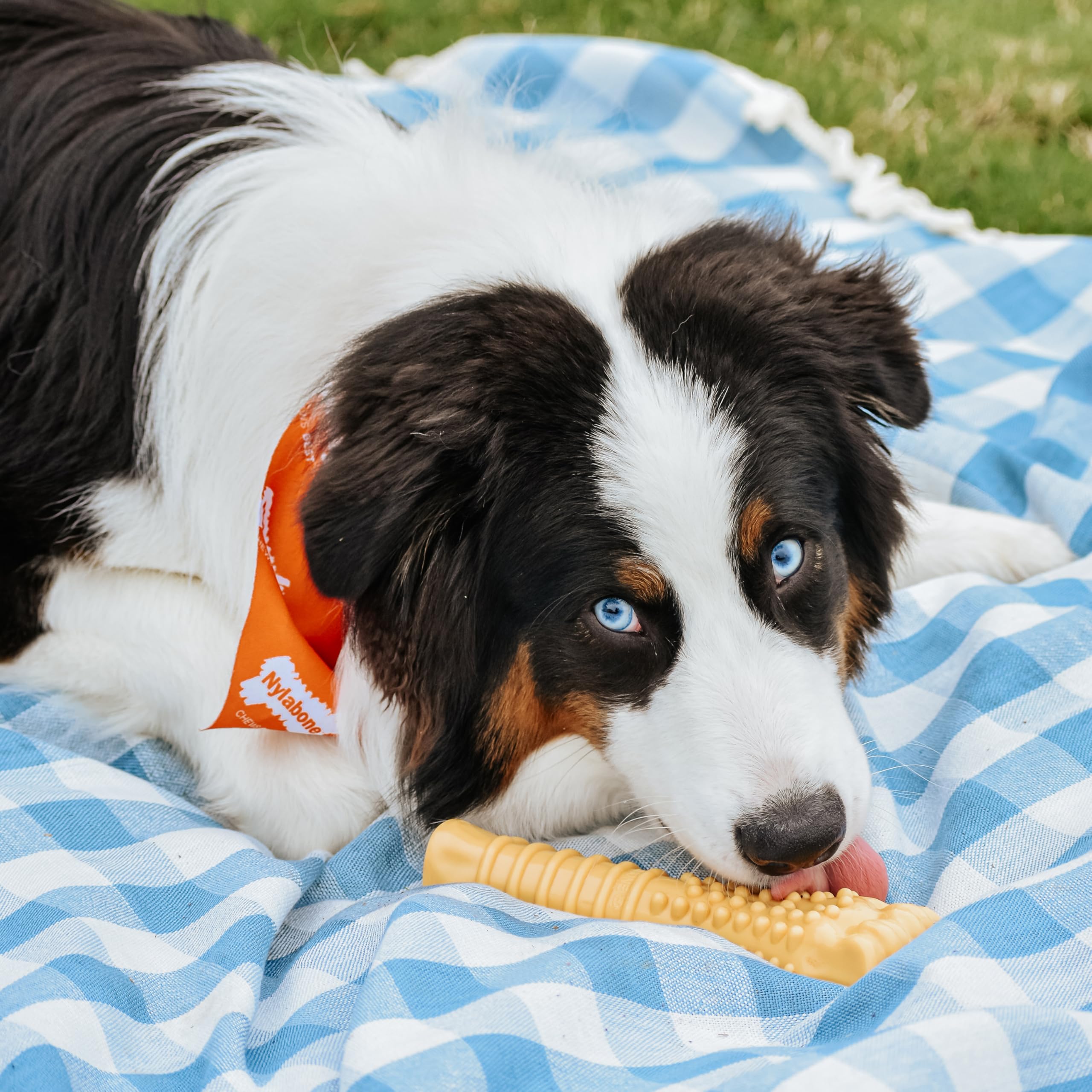 Nylabone gros plan sur texture montrant résistance et nettoyage des dents