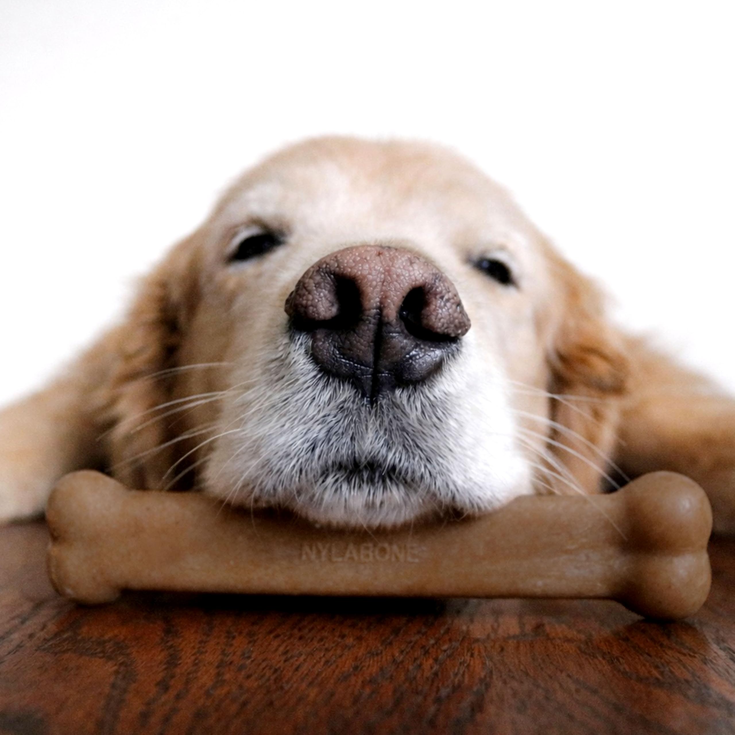 Nylabone étiquette Made in USA garantissant contrôle qualité