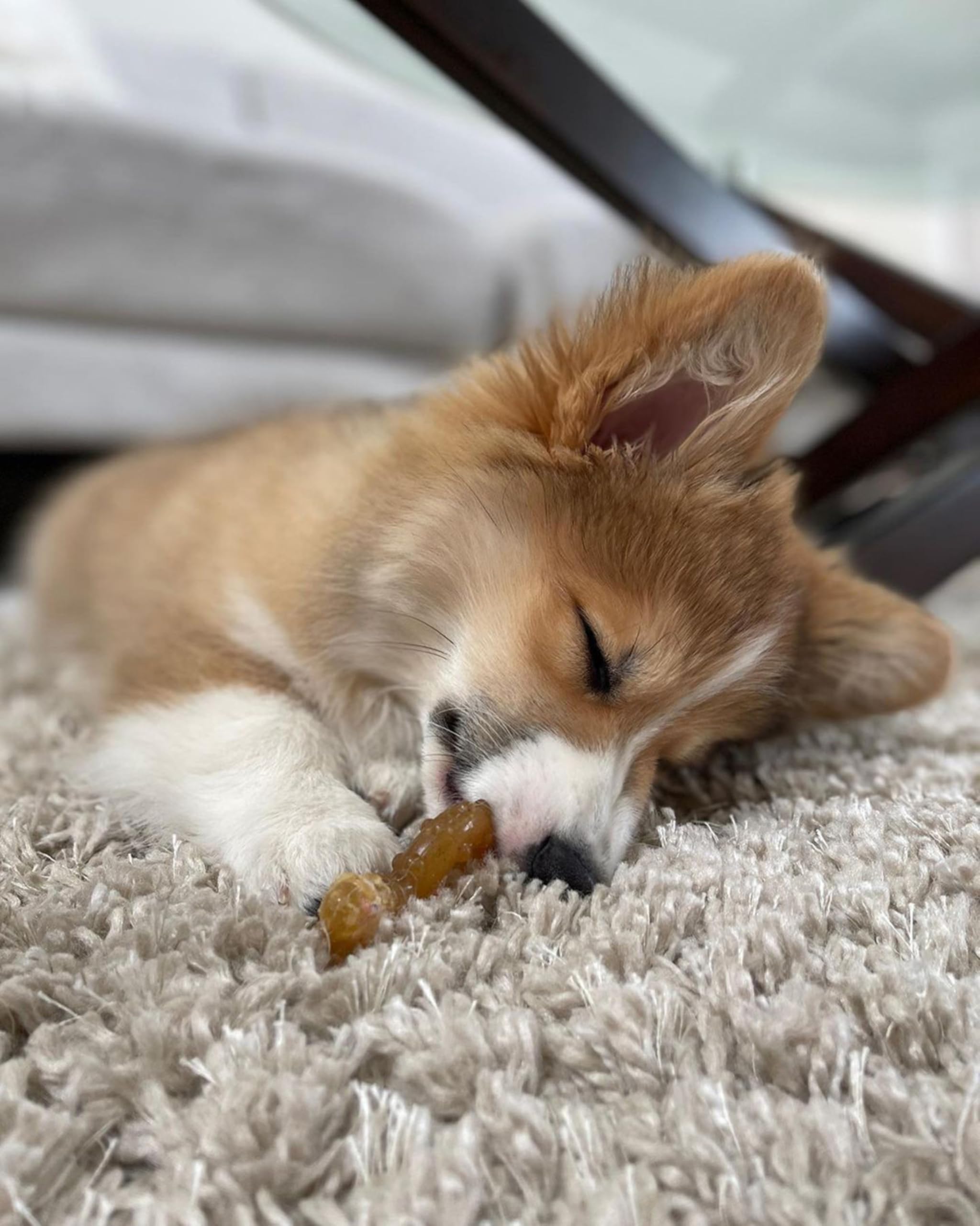Nylabone os nylon gros plan montrant durabilité et nettoyage des dents