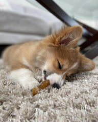 Nylabone os nylon gros plan montrant durabilité et nettoyage des dents