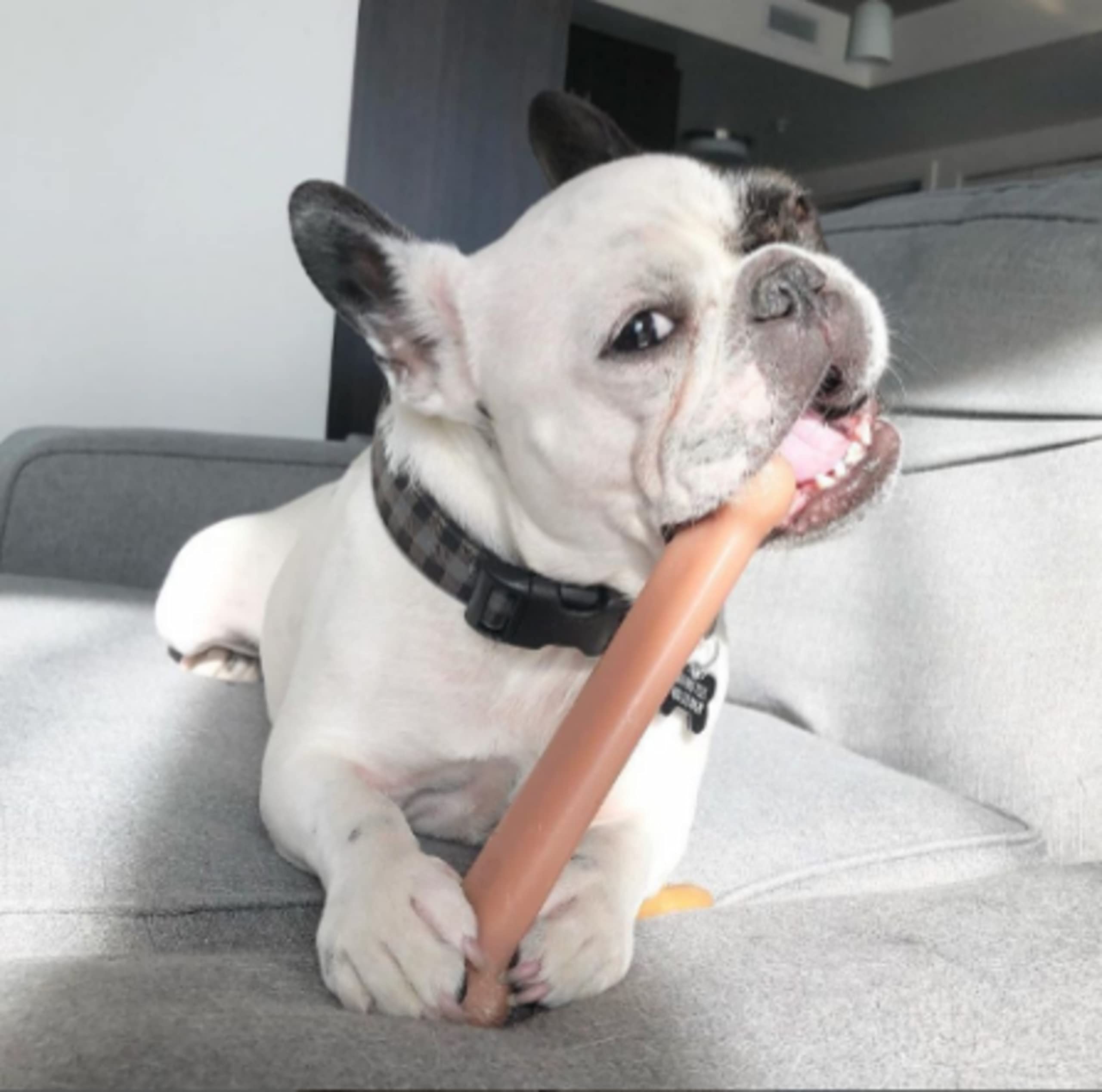 Nylabone gros plan texture nylon durable pour résistance prolongée