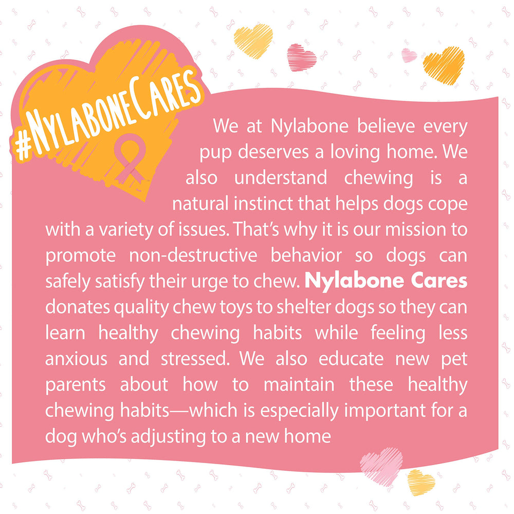Nylabone gros plan saveur poulet imprégnée attirant l'intérêt du chien