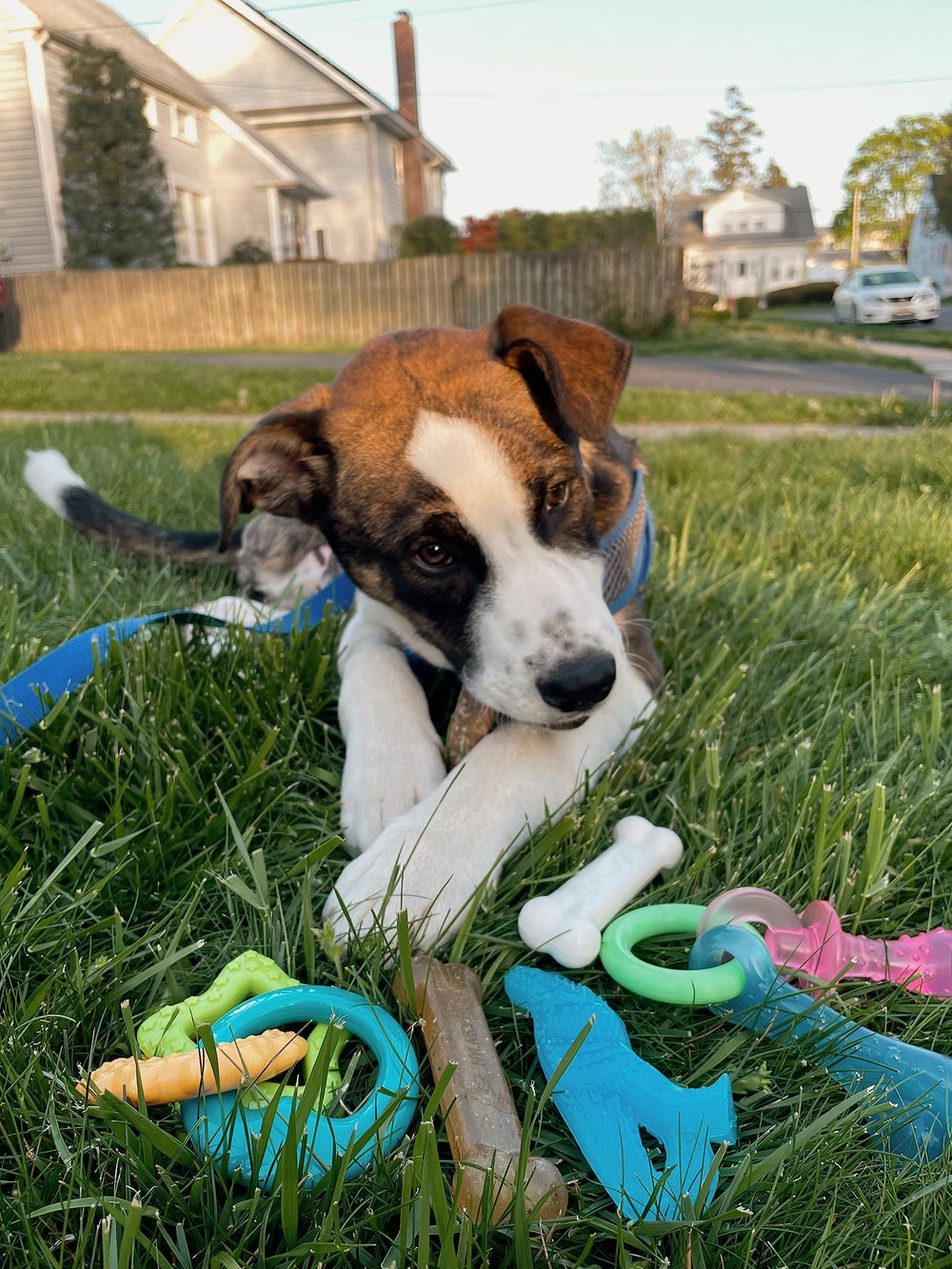 Nylabone os souple gros plan massant gencives pour confort