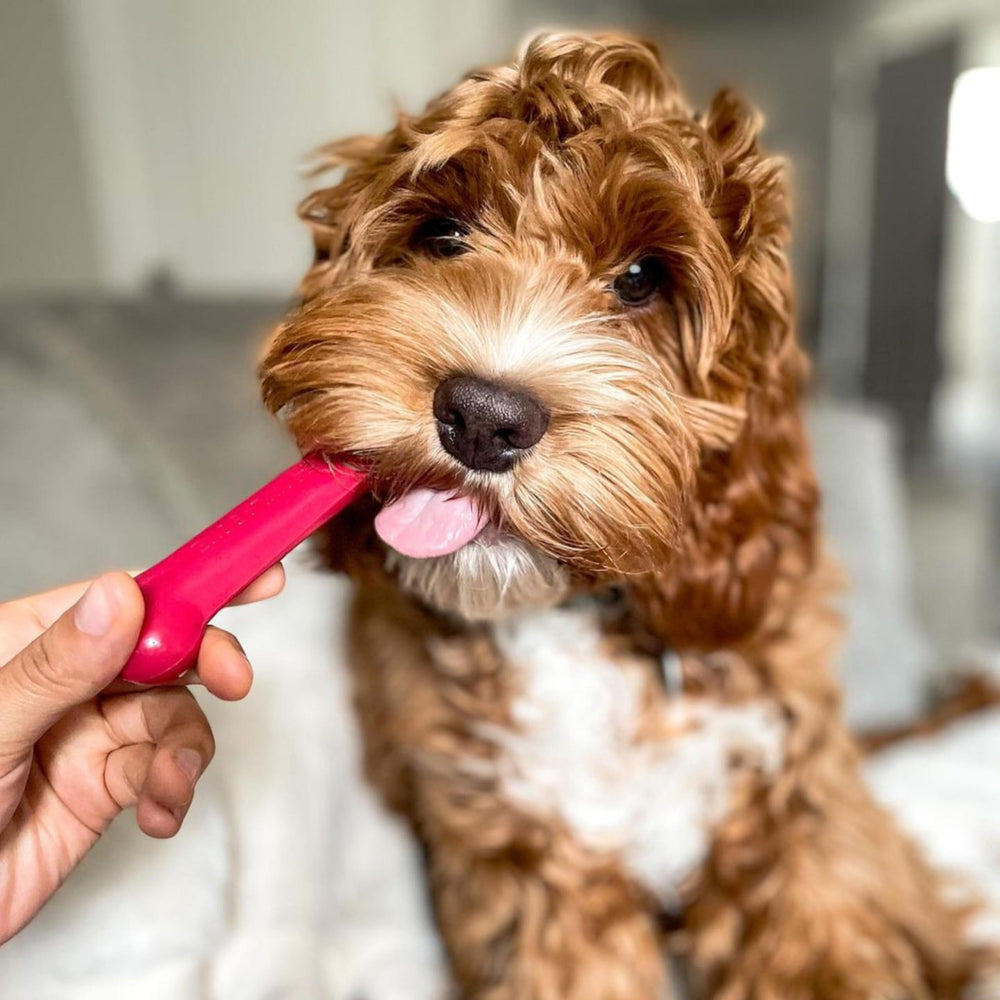 Nylabone gros plan sur texture du nylon pour mastication plus résistante