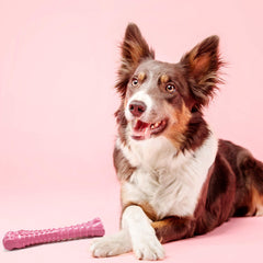 Nylabone gros plan texture crêtes et picots pour nettoyer dents efficacement