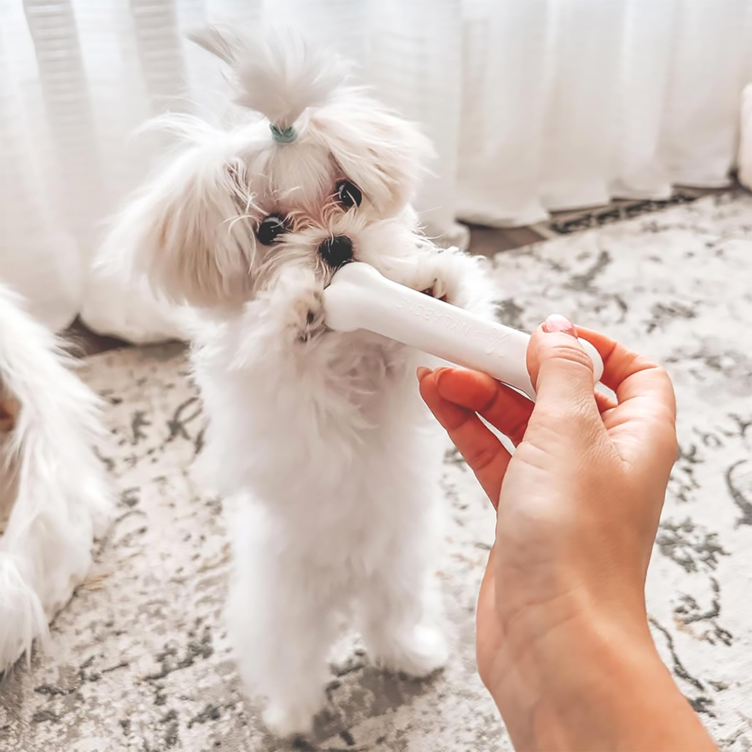 Nylabone gros plan sur texture de l'os souple, soulage la gencive
