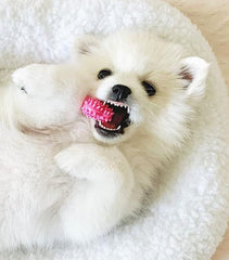 Nylabone gros plan sur texture de l'os pour apaiser les gencives