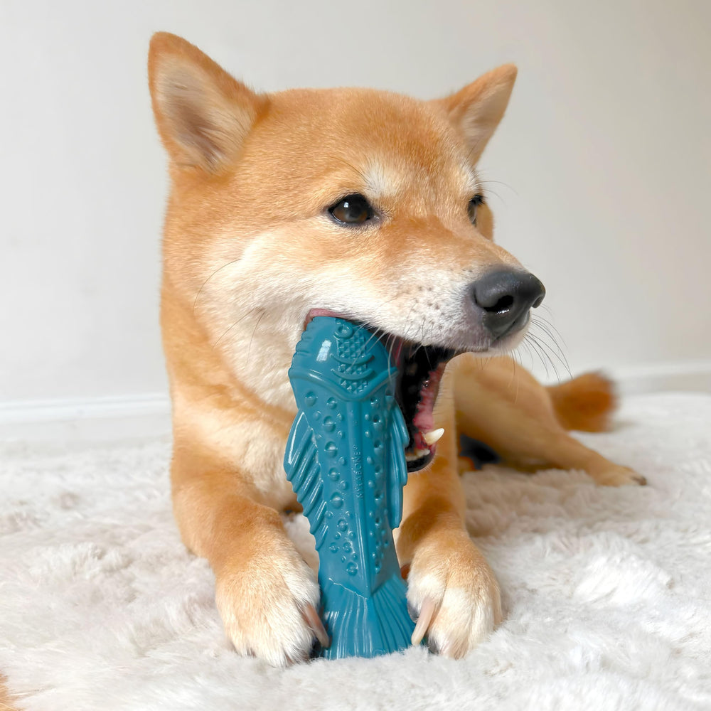 Nylabone jouet poisson posé dans salon, maintien de l'activité canine