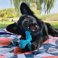 Nylabone gros plan textures pour nettoyage dentaire efficace