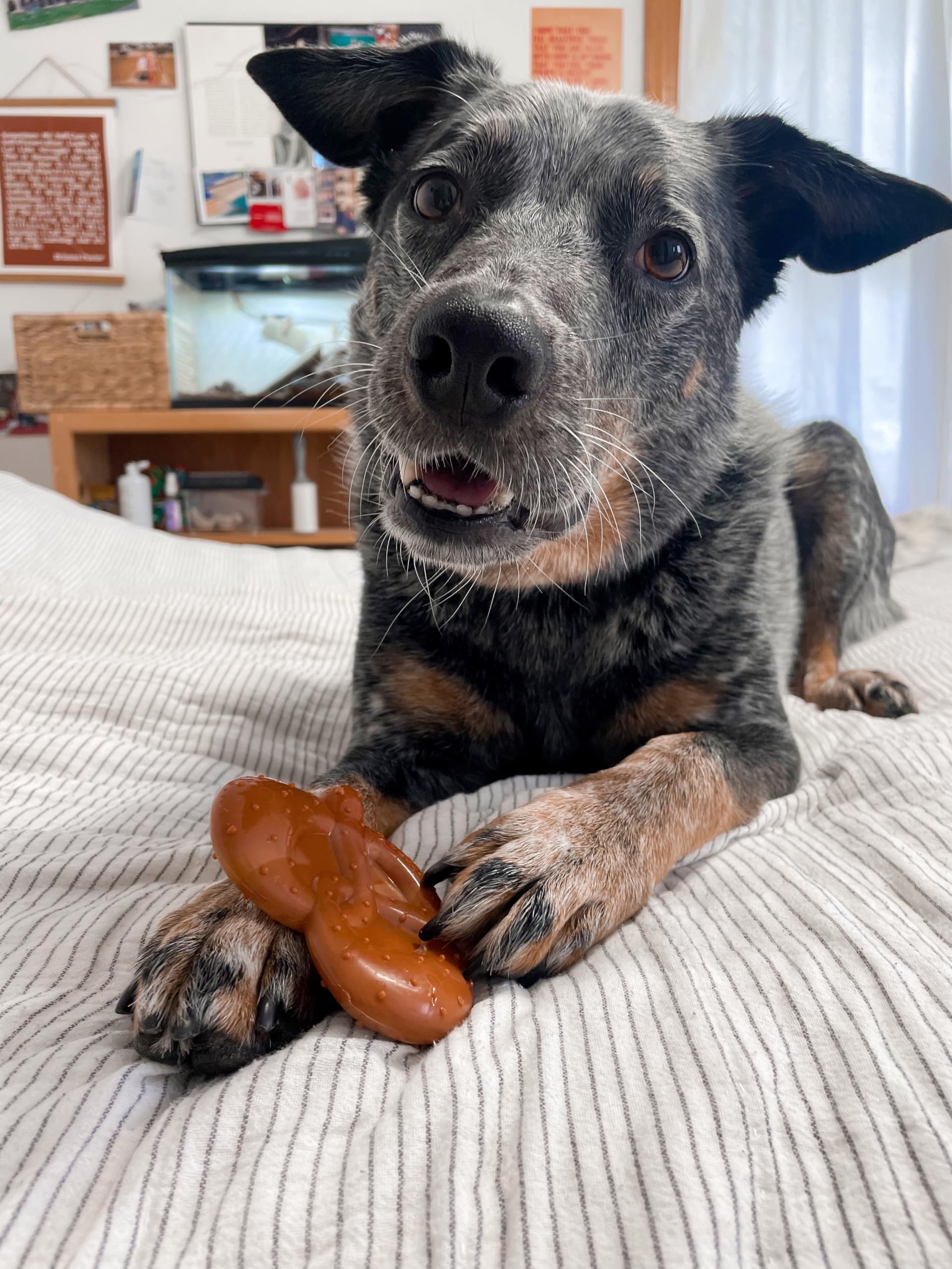 Nylabone pretzel à côté d'autres jouets montrant durabilité supérieure