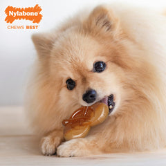 Nylabone gros plan texture nylon montrant reliefs nettoyants dents