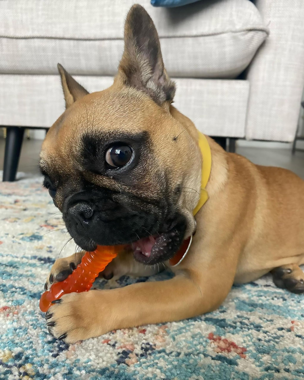 Nylabone étiquette montrant saveur mouton et pomme et dimensions