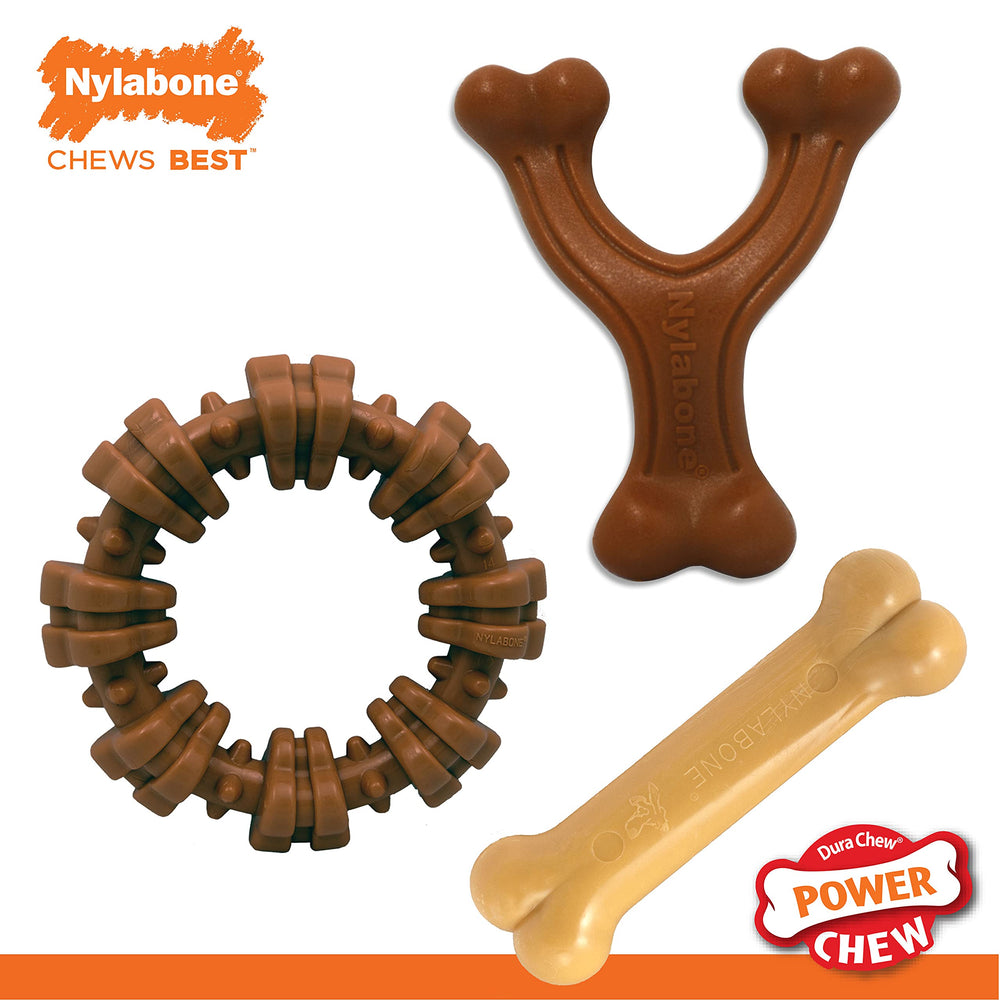 Nylabone bague posée au sol en situation de jeu active