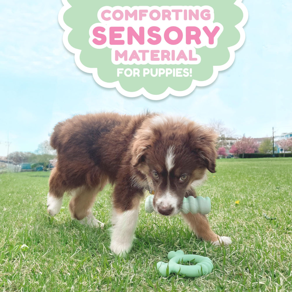 Nylabone comparaison de taille pour petits chiots jusqu’à 11 kg