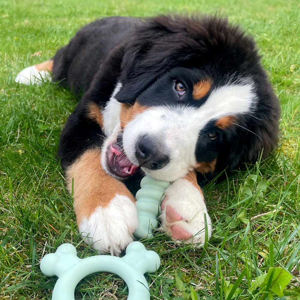 Nylabone gros plan sur la texture douce apaisante pour gencives