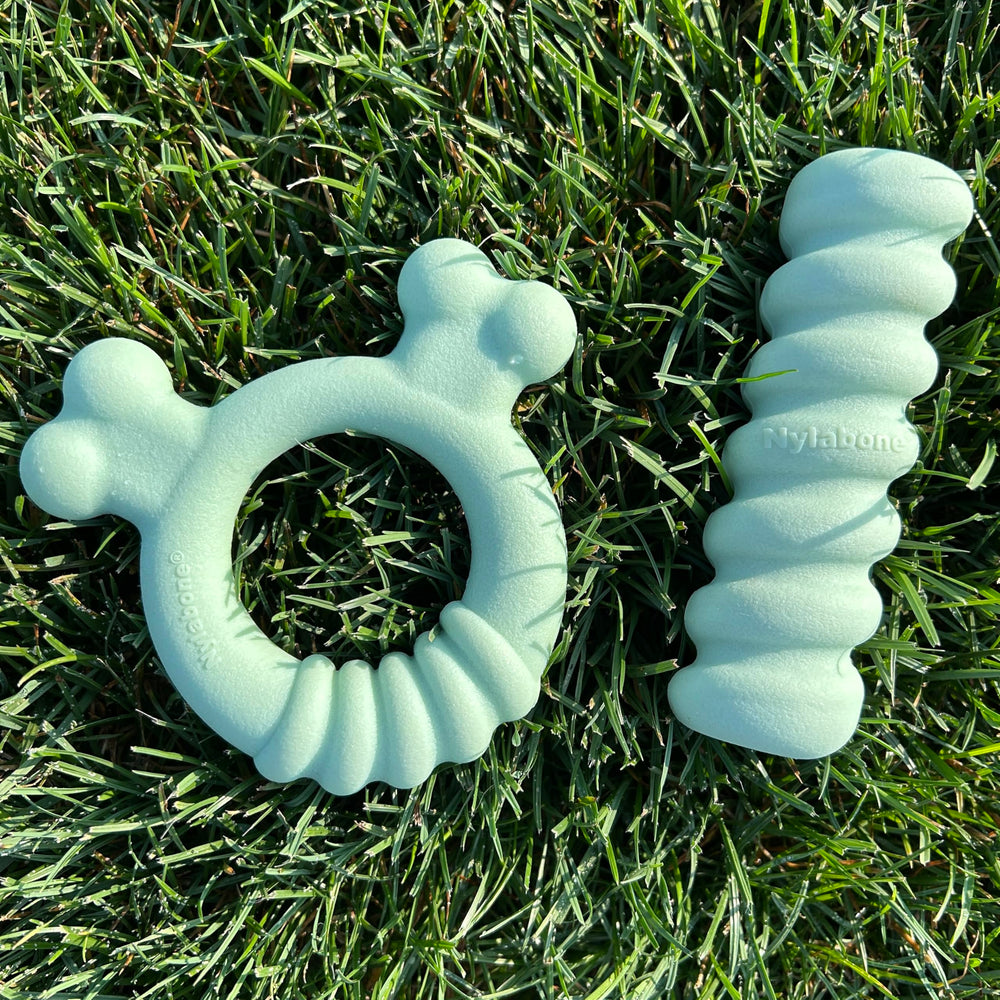 Nylabone nettoyage à l’eau illustré pour entretien et hygiène