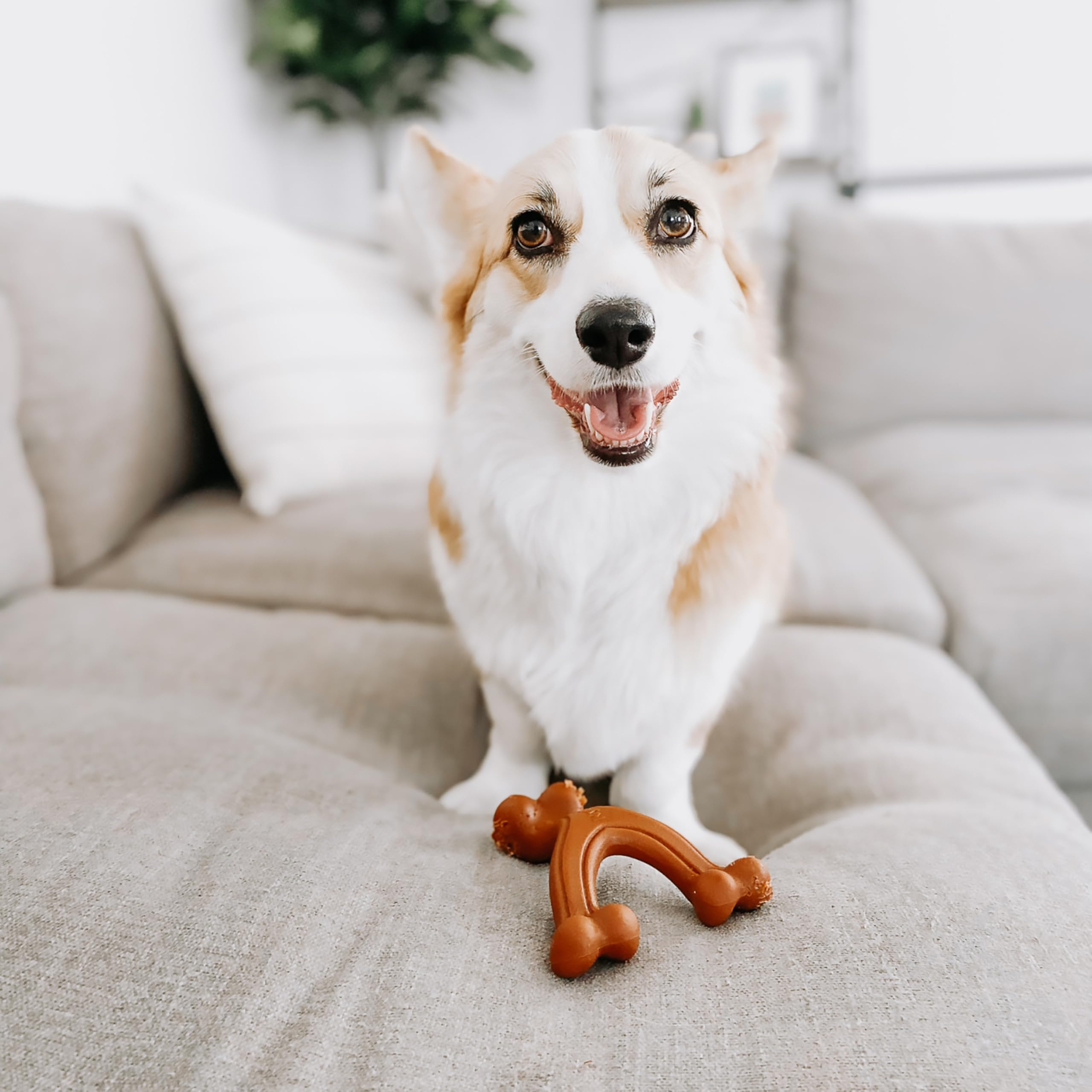 Nylabone gros plan sur la texture en nylon, résistance et nettoyage