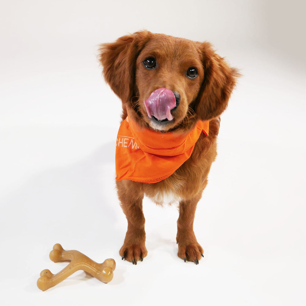 nylabone vue de profil de la forme ergonomique pour prise confortable