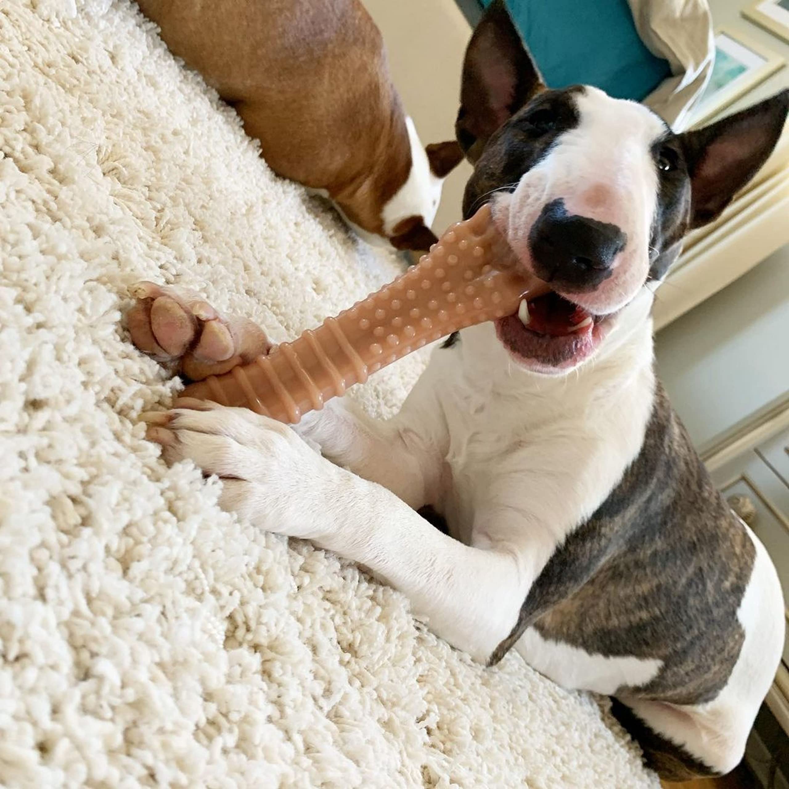 Nylabone gros plan texture qui aide à nettoyer les dents