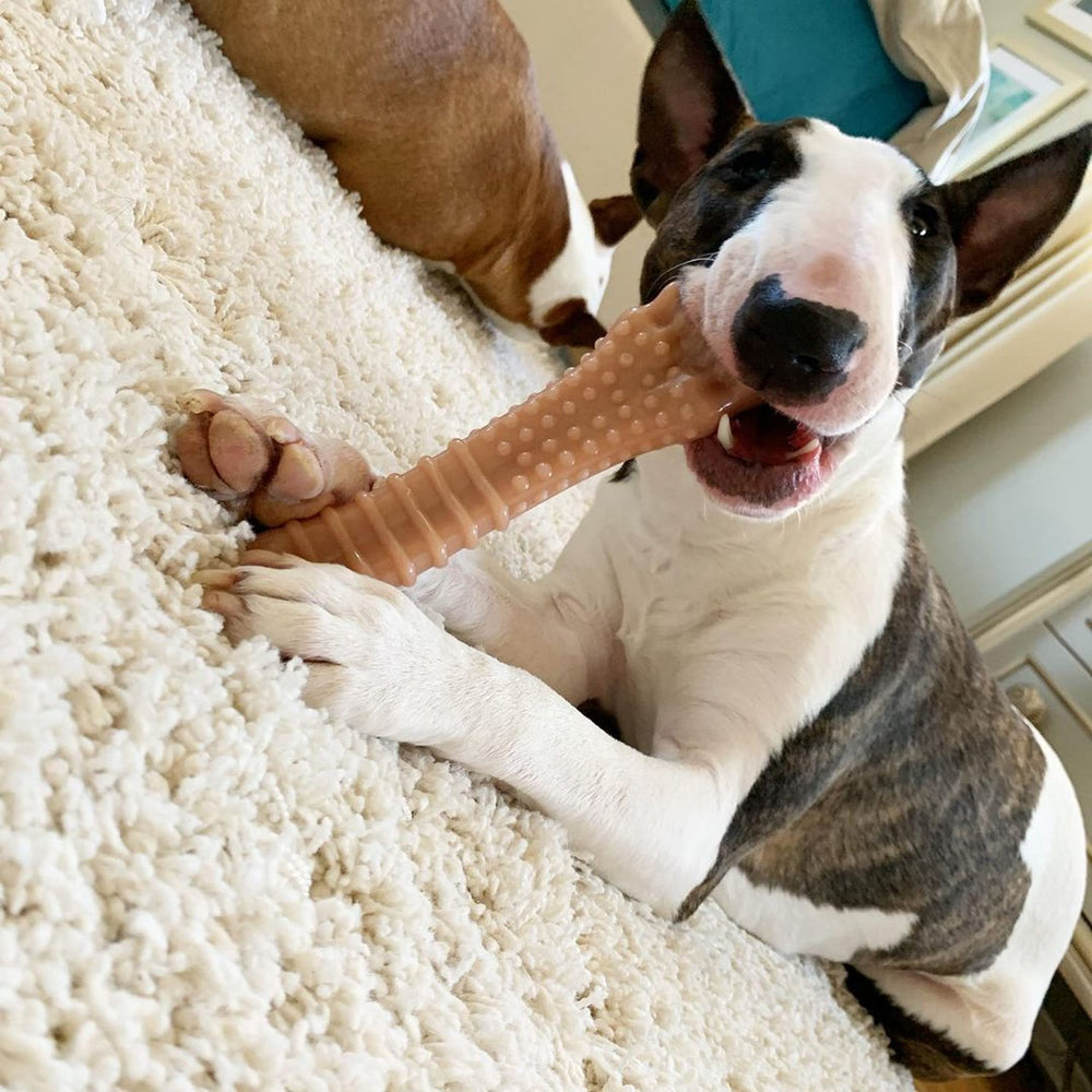 Nylabone gros plan texture qui aide à nettoyer les dents
