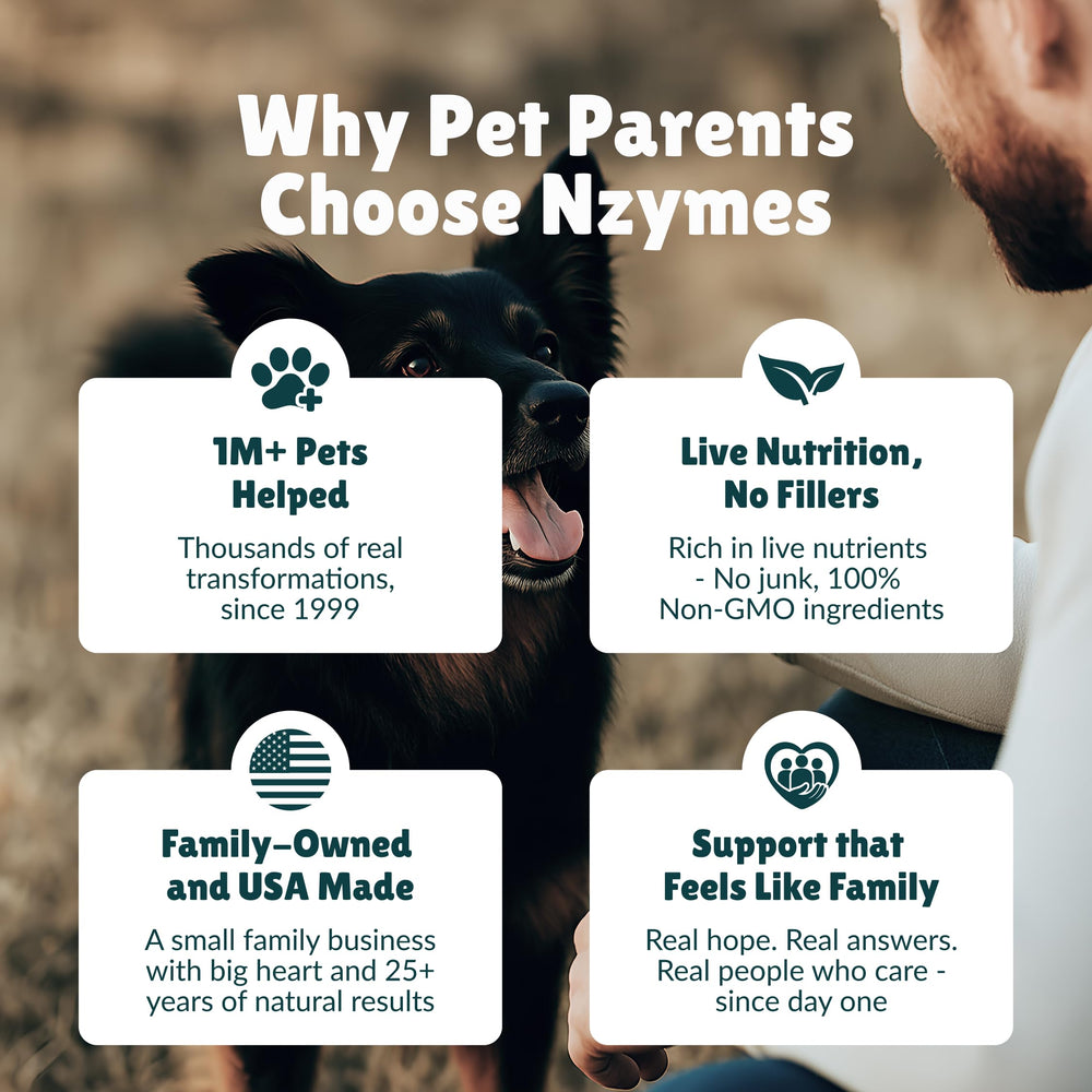 Nzymes versés sur croquettes d'un chien pour améliorer la nutrition