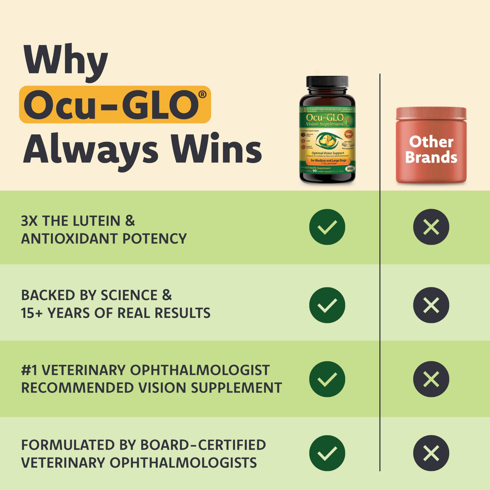 Ocu-GLO chien mangeant son repas enrichi pour montrer l’appétence