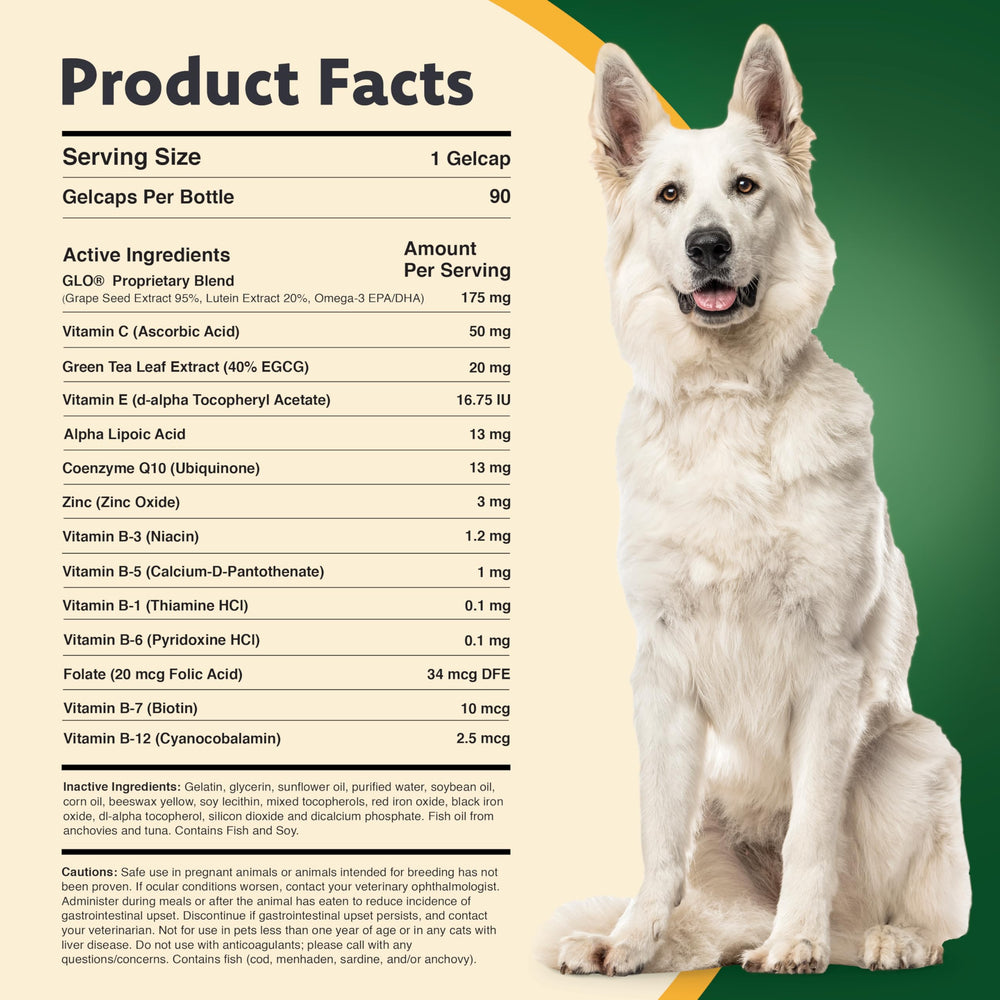 Ocu-GLO gélule en main illustrant dosage facile pour petits chiens