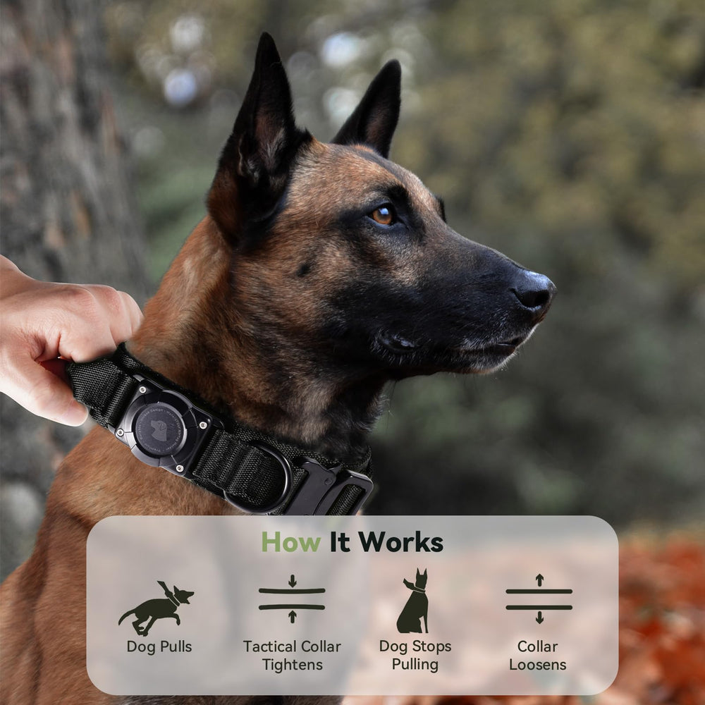 Odokele collier porté par un chien en extérieur, idéal pour aventures et baignades