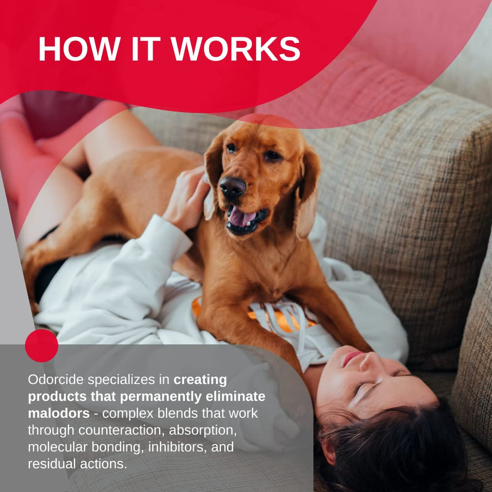 Application Odorcide sur tapis, neutralise efficacement odeurs tenaces