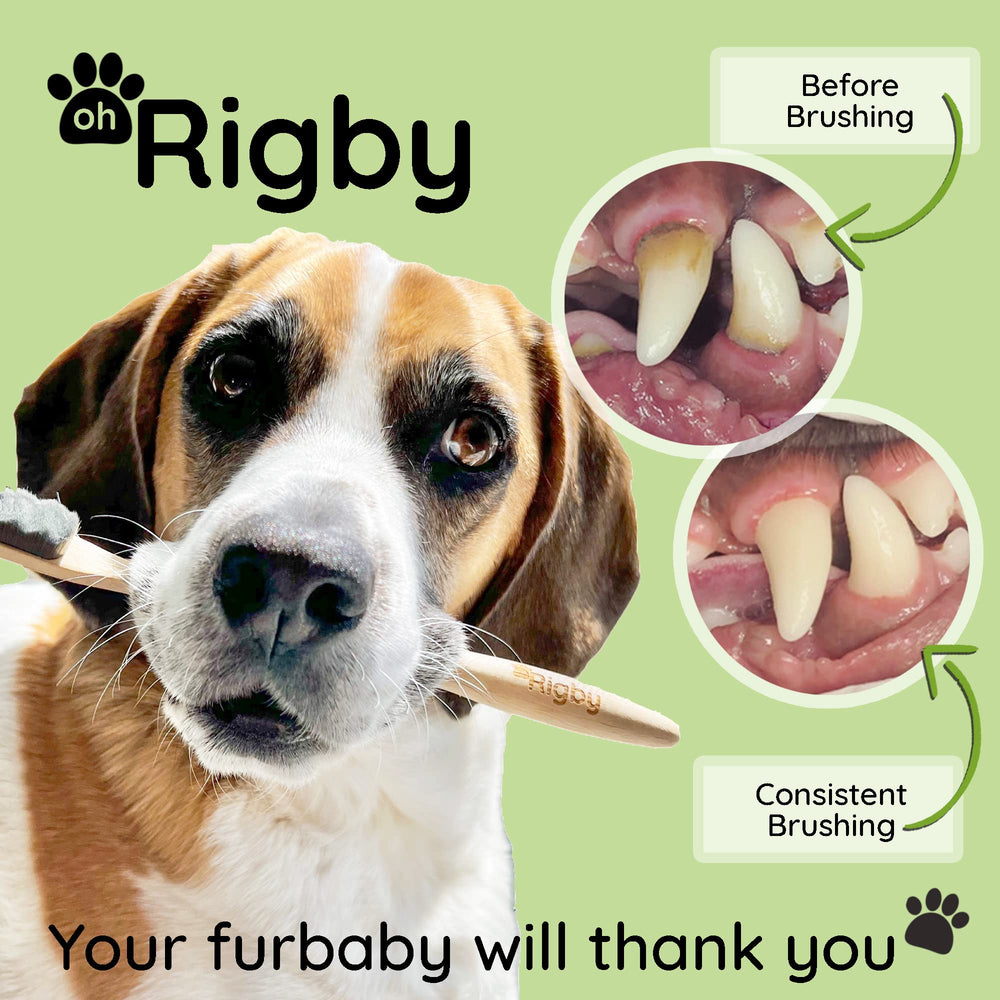 OH RIGBY brosse en usage main nettoyant les dents pour meilleur confort