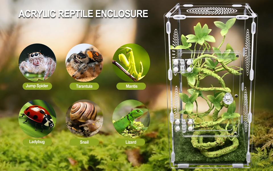 Oialonne terrarium sur bureau illustrant observation et intégration décorative