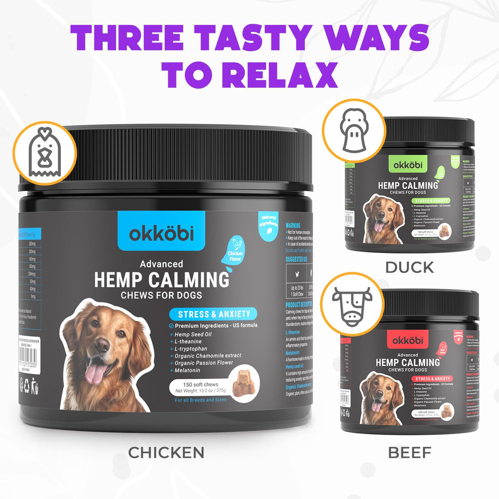 OKKÖBI chien détendu à la maison, atmosphère apaisée et confiance