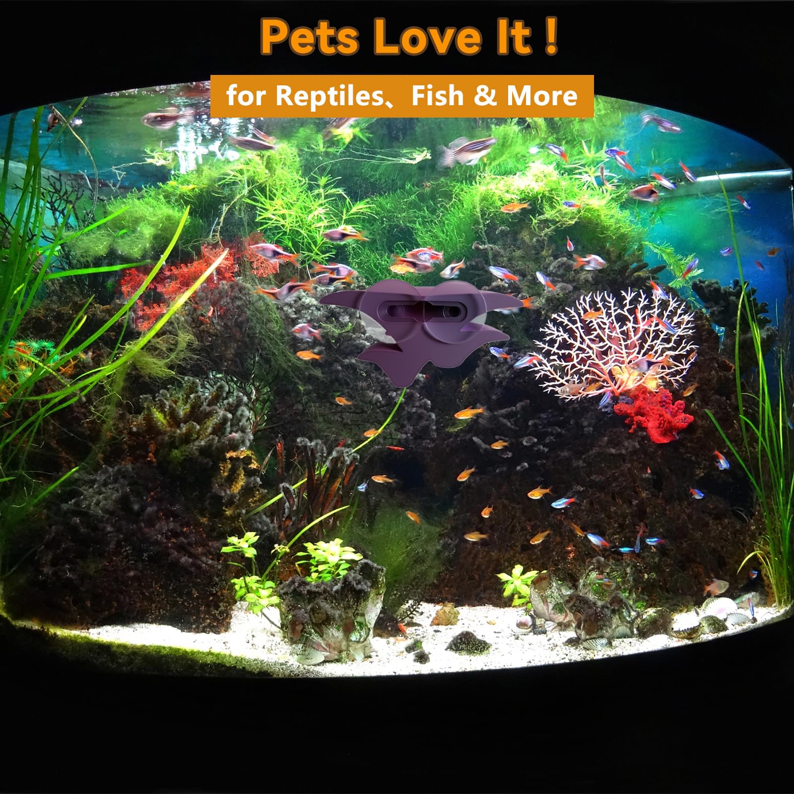 Okueejur décor lavande-silver dans terrarium complet, renforce esthétique et bien-être