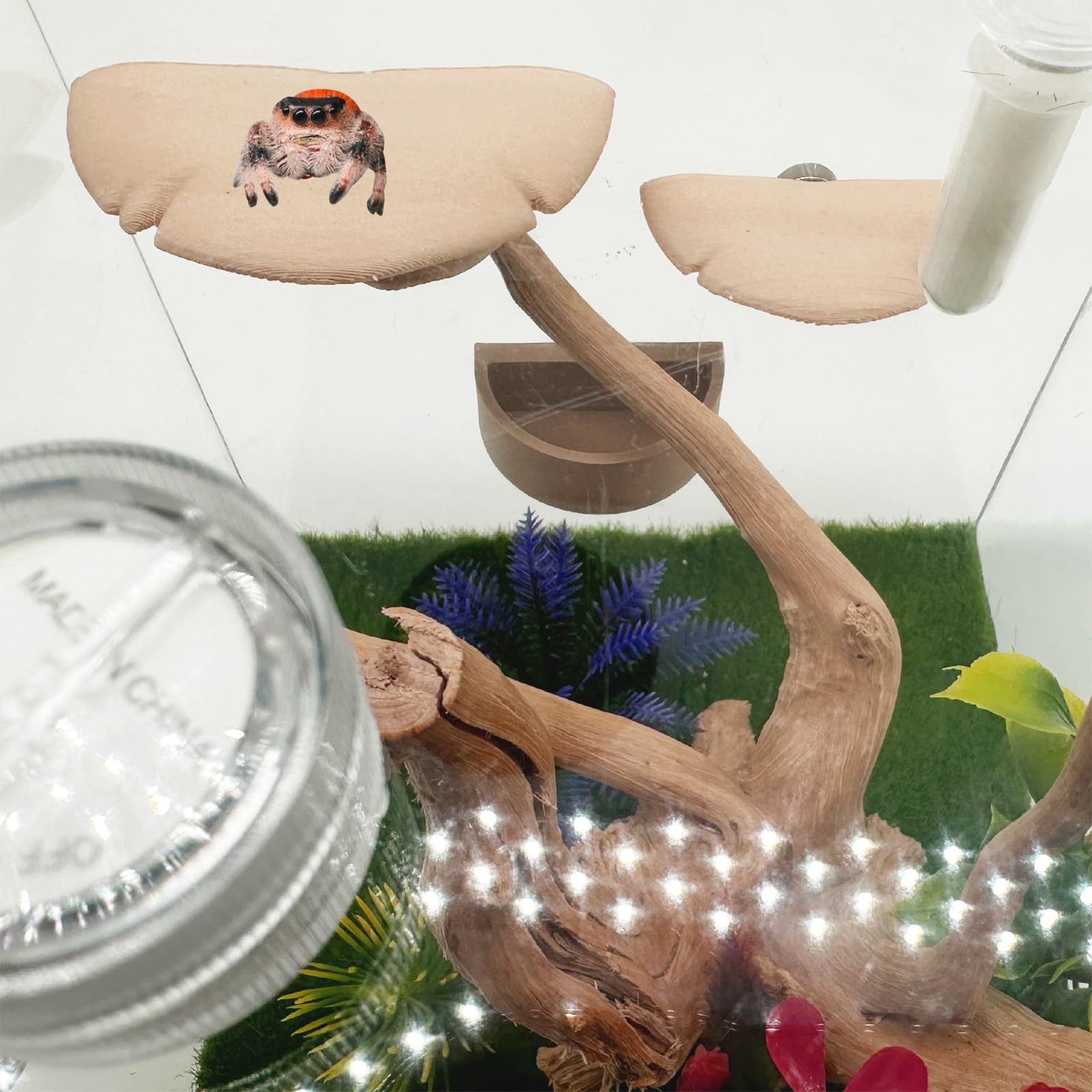 Okueejur ensemble fixé sur paroi de terrarium maintient accessoires sans perce