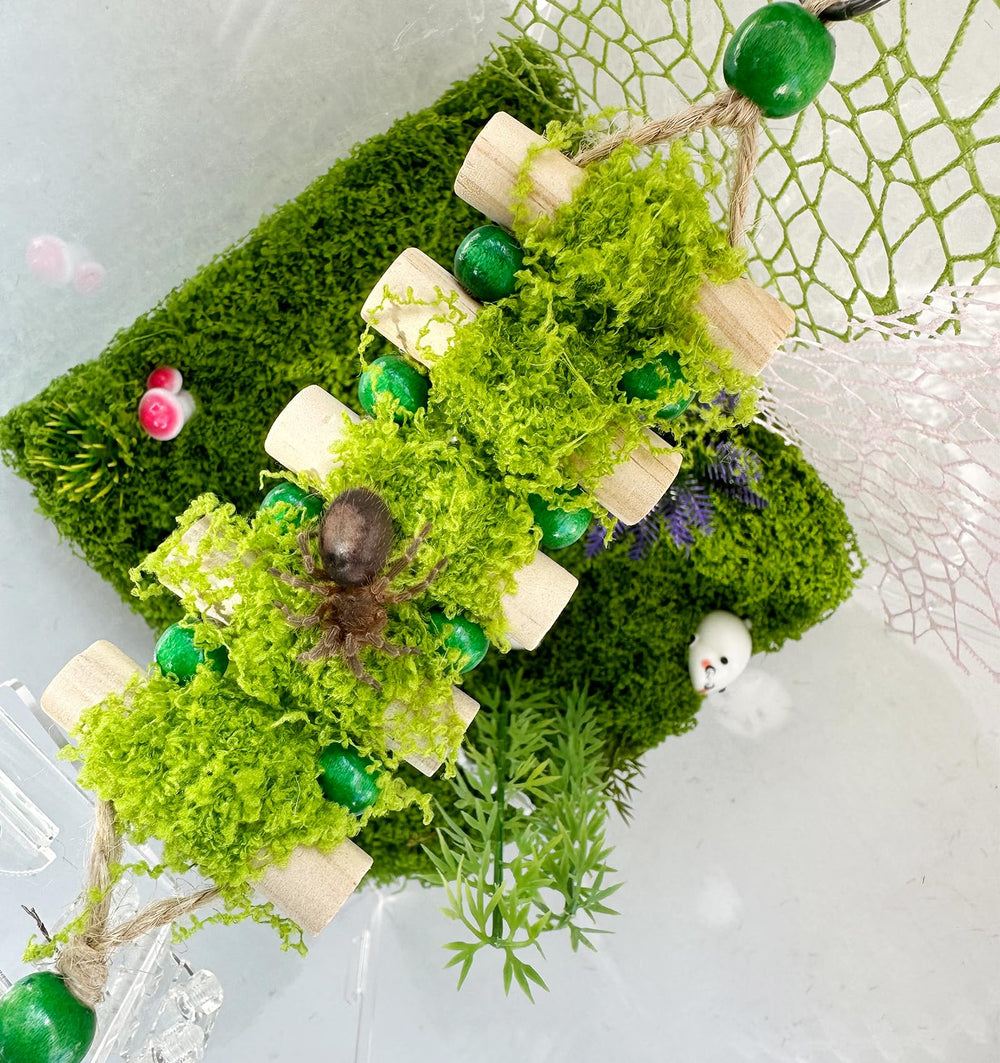 Okueejur comparaison taille indiquant dimensions adaptées aux petits terrariums