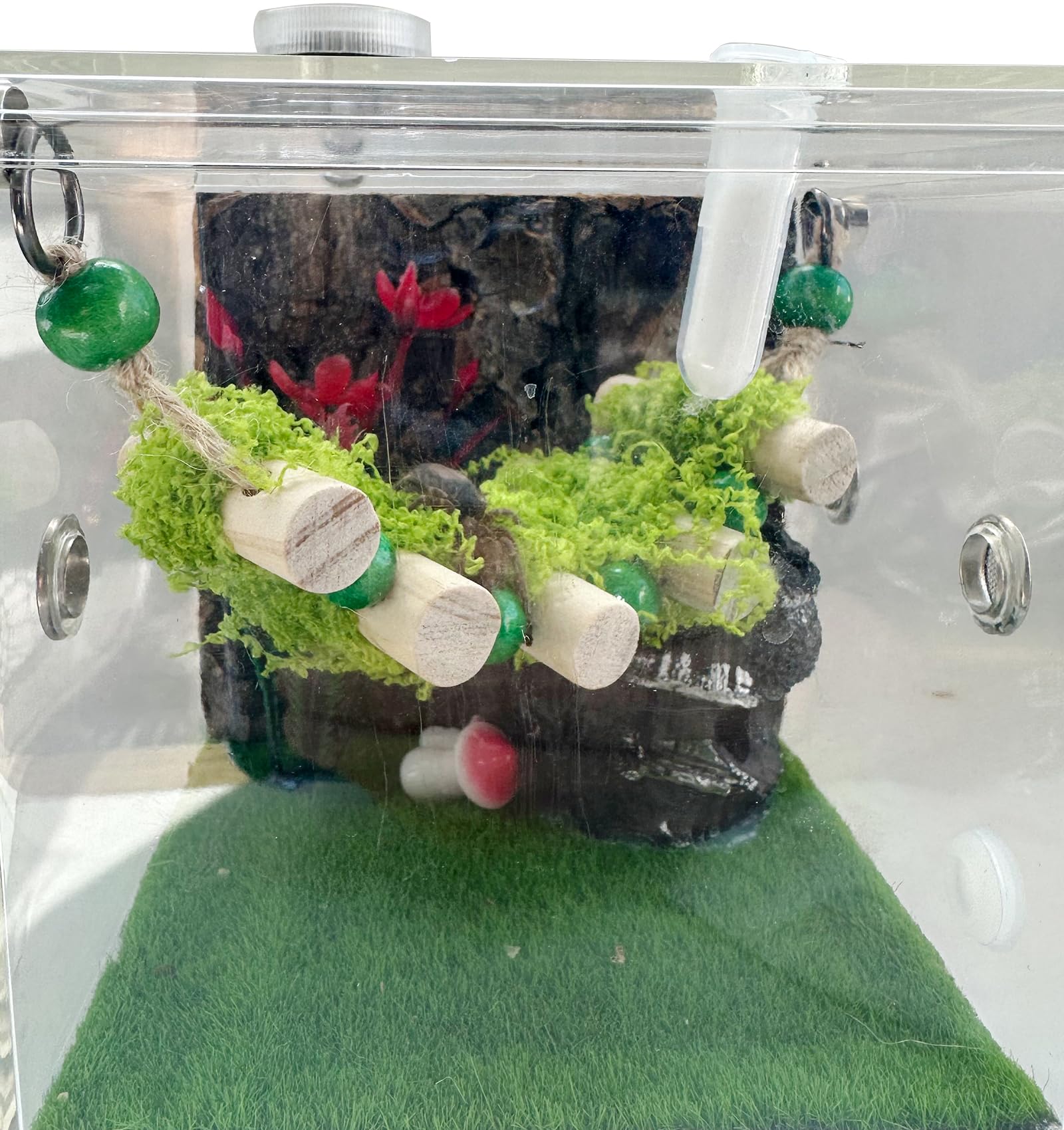 Okueejur pont en usage dans terrarium favorisant activité et observation