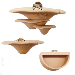 Okueejur rebord champignon avant packaging montrant installation facile