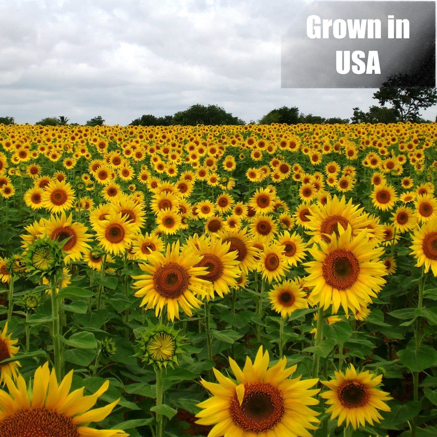 Old Potters étiquette produit lisible, informations non-GMO et origine USA