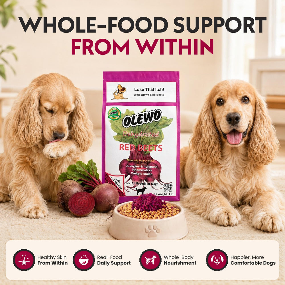Olewo poudre ajoutée au bol pour chien pour une alimentation enrichie
