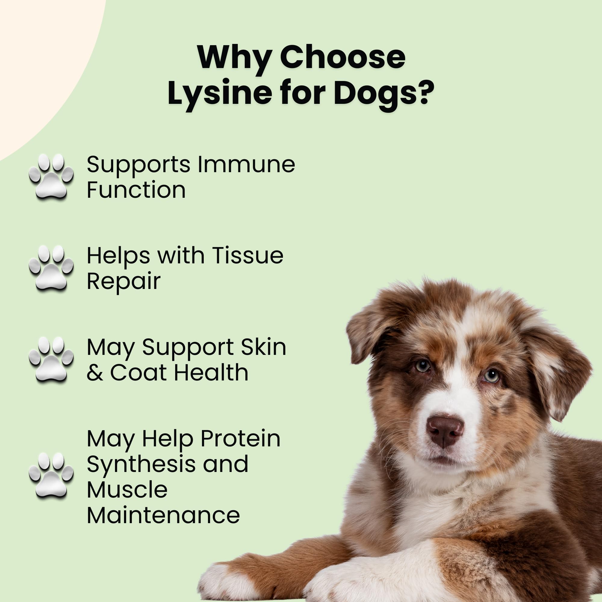 Oliver & Co. gros plan sur inscription L‑Lysine, garantit dosage transparent