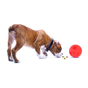 Omega Paw balle orange utilisée en extérieur pour stimulation active