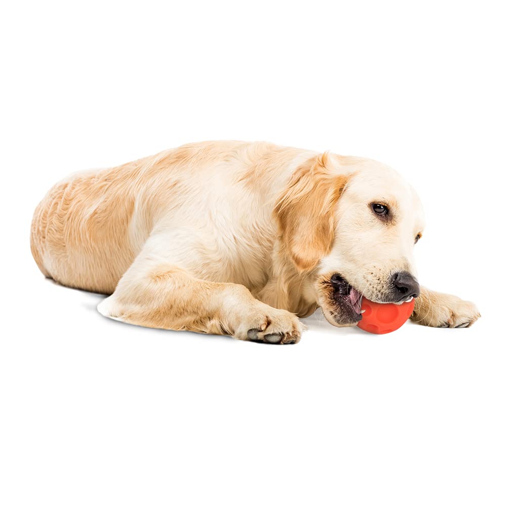 Omega Paw comparaison taille relative pour chiens moyens