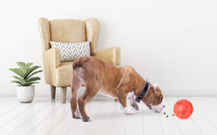 Omega Paw gros plan texture vinyle pour meilleure prise