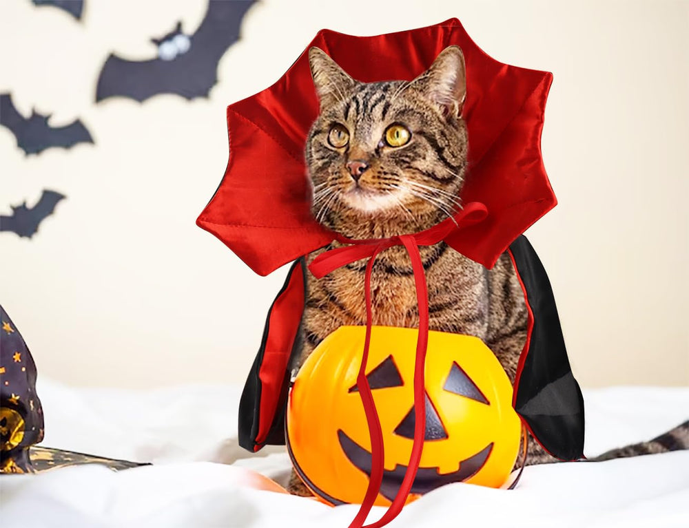 On-Airstore chien portant la cape en situation festive pour photos Halloween