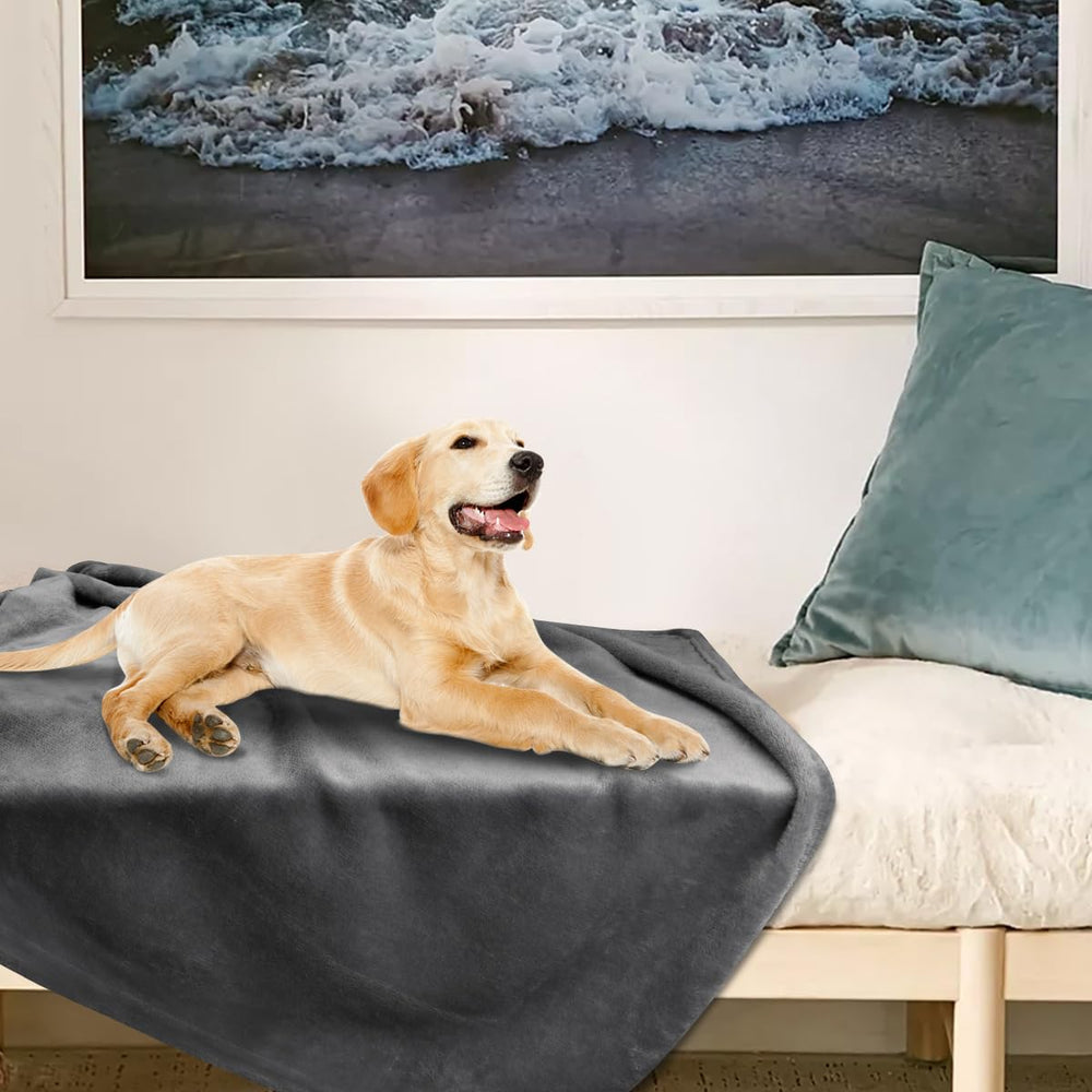 Onarway chien blotti sur couverture montre apaisement et chaleur