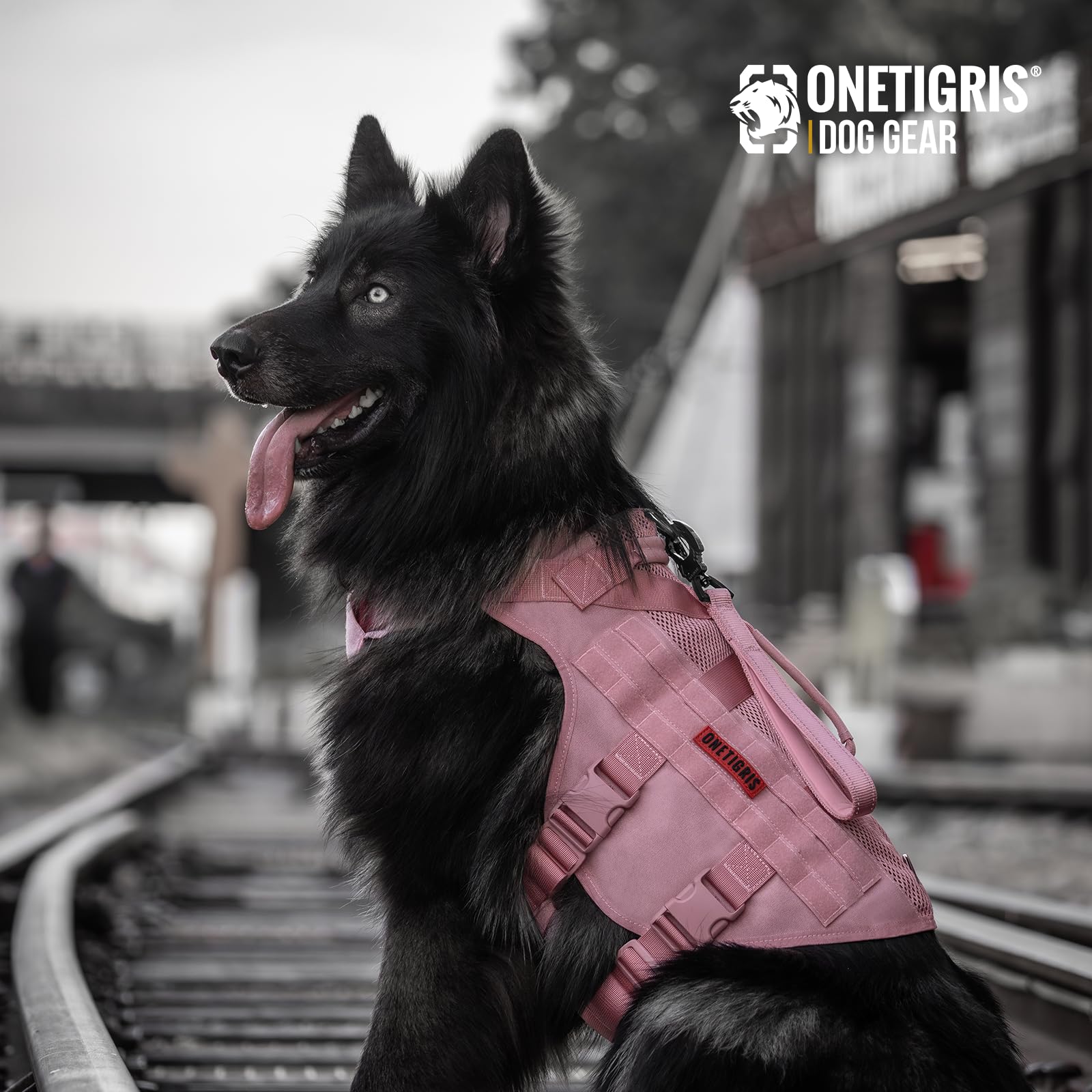 OneTigris comparaison taille montrant ajustement optimal pour le chien